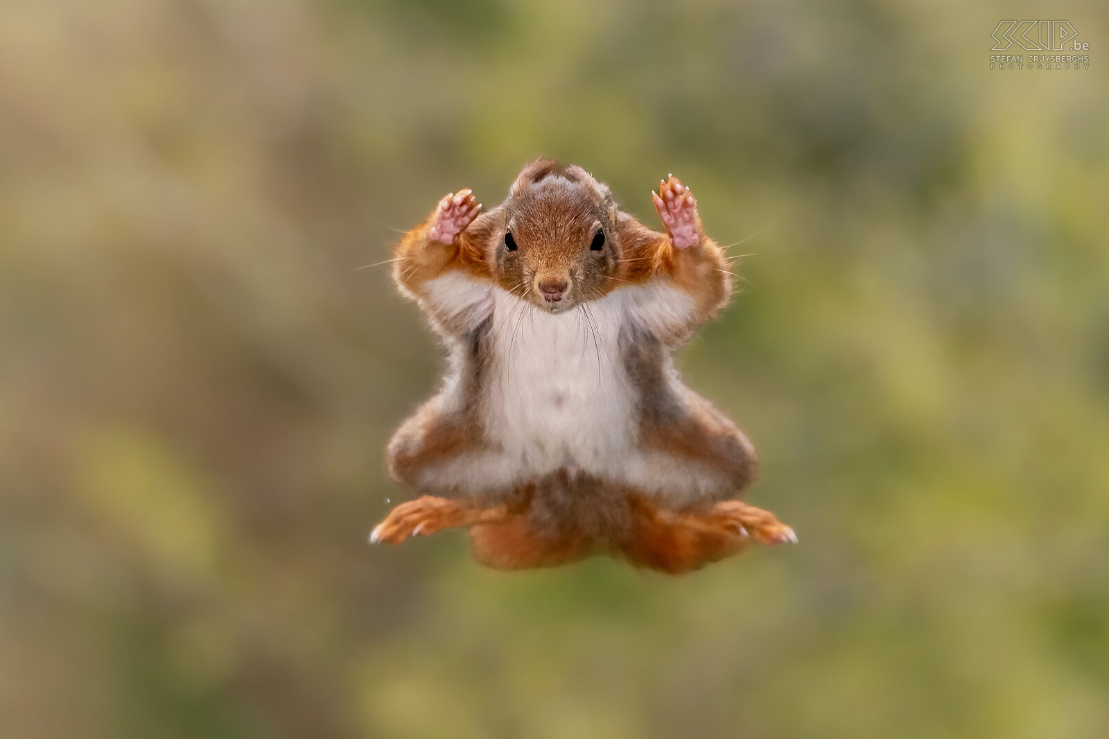 Jumping squirrels A small series of images of jumping squirrels. It wasn't that easy to get these action shots, but they do show the incredible power of these cute animals to even jump up to 6m. Stefan Cruysberghs